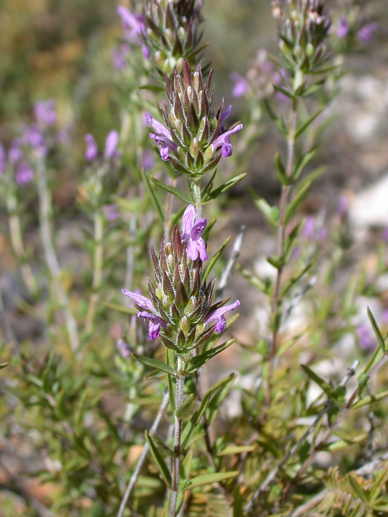 Turkish Thyme Discovery: Potent Anti-Inflammatory Compounds Identified in Mardin Flora