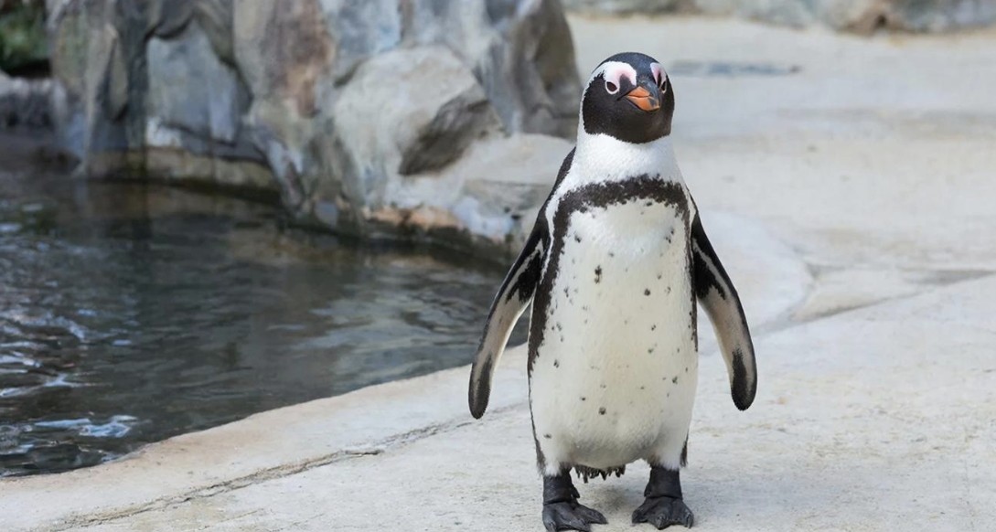 Intervention d'urgence au Zoo de Calgary après l'ingestion d'une pièce par un manchot Humboldt