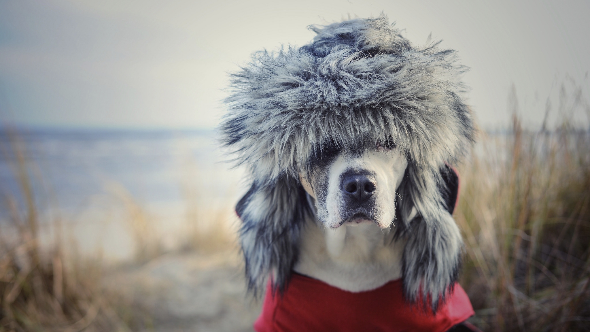 Expert Veterinary Guide: Ensuring Safety and Warmth When Selecting Winter Apparel for Dogs