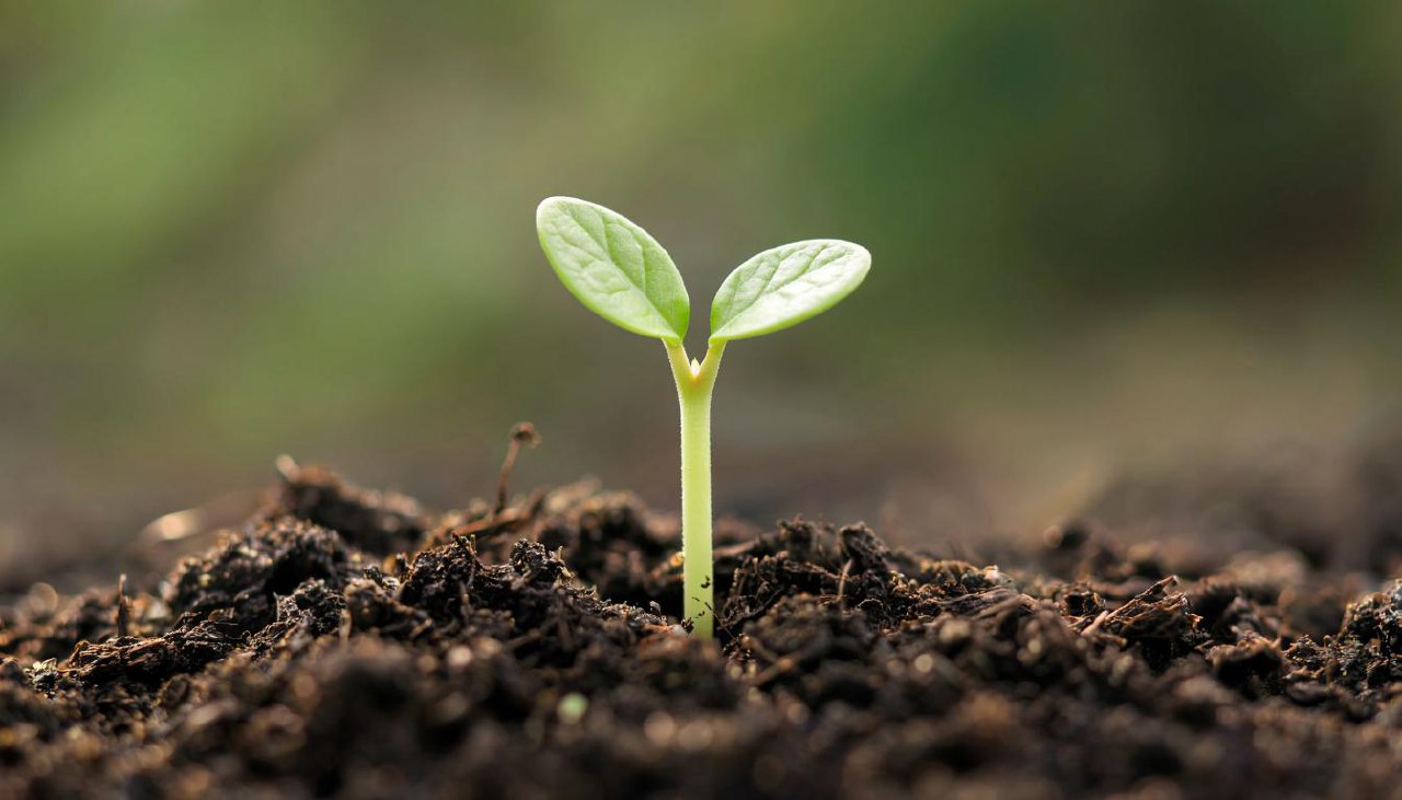 Professor Metin Armağan Discovers Five New Plant Species in Tunceli