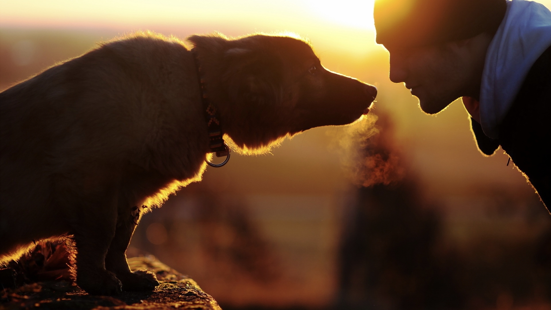 The Biochemical Mechanism: How Eye Contact with Your Dog Strengthens Bonds and Reduces Stress