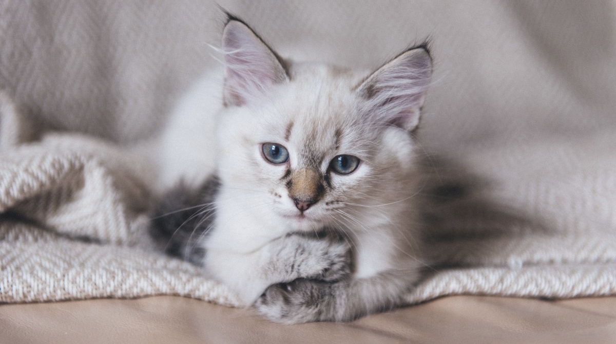 Cats Now Russia's Most Popular Pet in 2025, Study Confirms