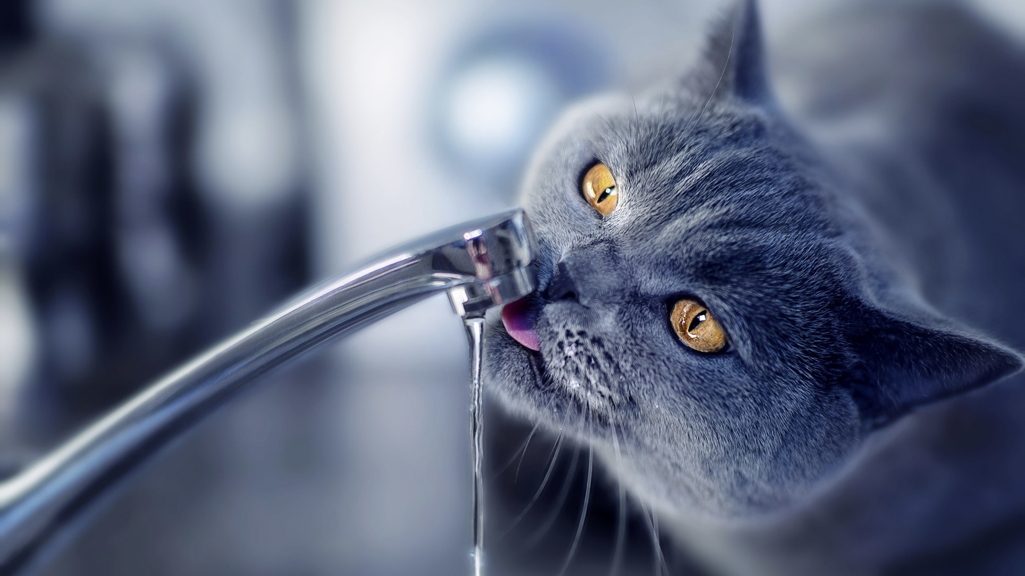 Understanding Your Cat's Drinking Habits: Why Separate Bowls Matter