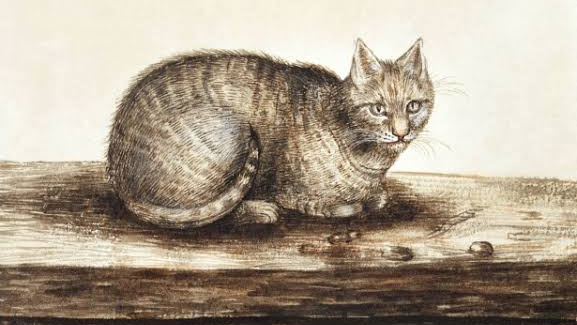 New Genetic Study Reveals Domestic Cats Arrived in Europe Far Later Than Previously Thought