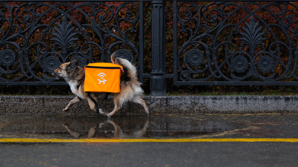 Ekaterinbourg : Des chiens errants deviennent des hotspots Wi-Fi mobiles grâce au projet « Laï-fi »