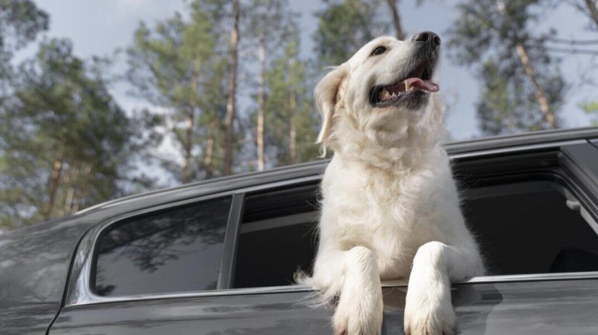 Spain's Tourism Sector Adapts to Rising Demand for Pet-Friendly Travel