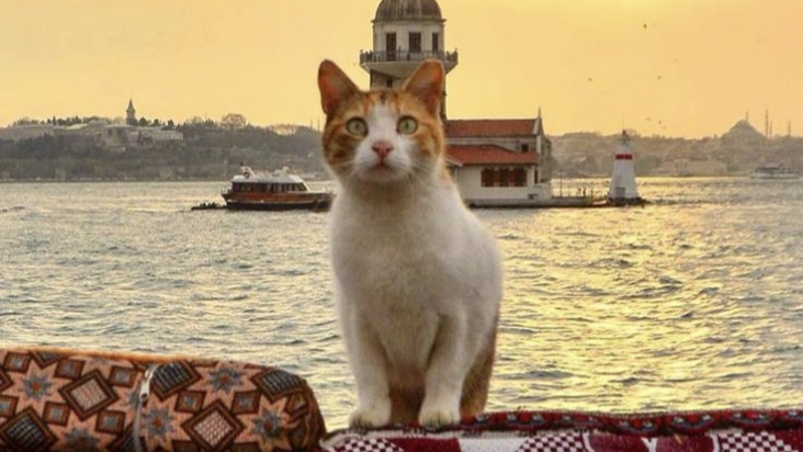 Istanbul's Feline Guardians: A Timeless Connection