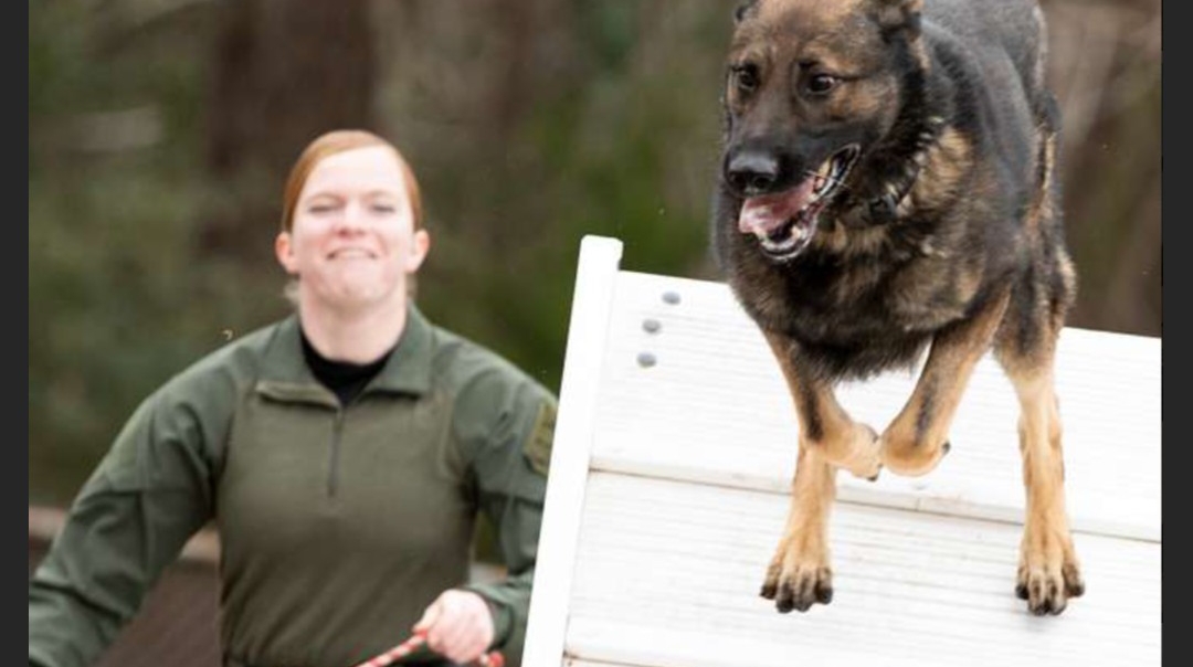 Canine Interaction and Cellular Renewal: A Study on PTSD in Female Veterans