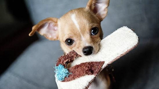 Accueillir un nouveau chiot: les clés d'un début harmonieux