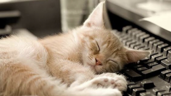 Conseils pour un télétravail harmonieux avec votre chat