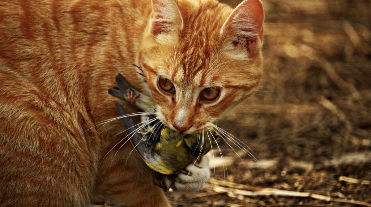 Why Cats Bring "Gifts": Understanding Feline Affection and Instinct