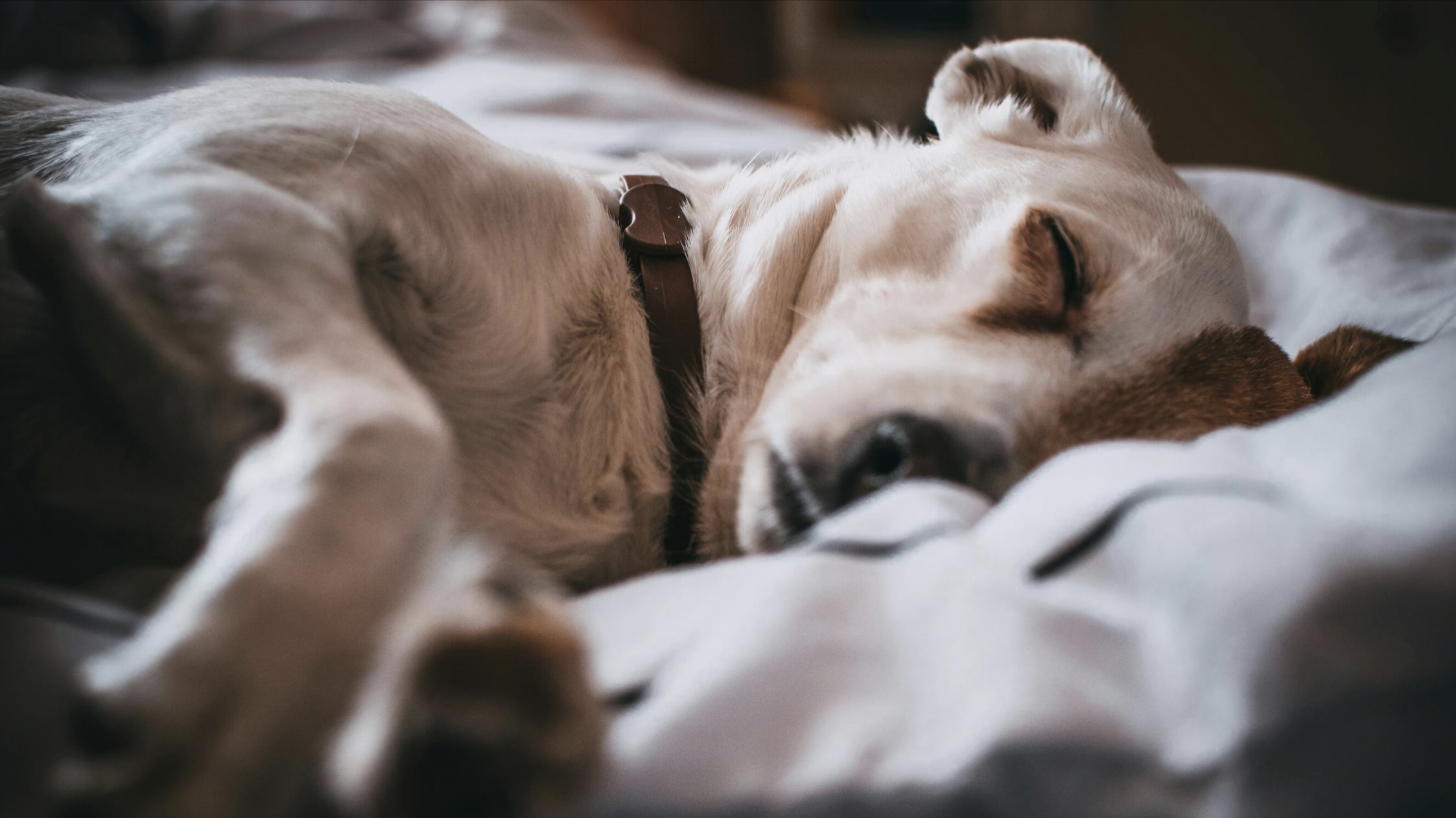 Decoding Canine Dreams: Understanding Your Dog's Sleep