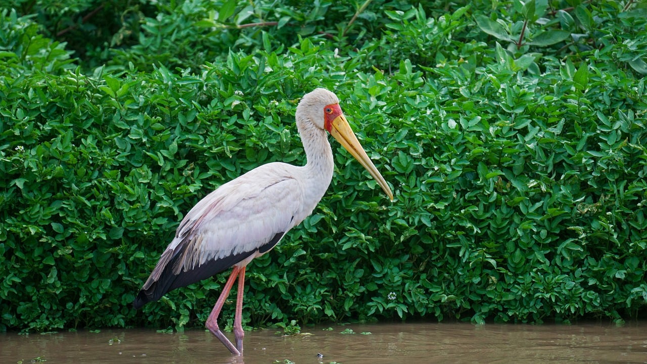 ROAR Africa’s Exclusive Safaris Pioneer Women’s Leadership and Sustainable Investment