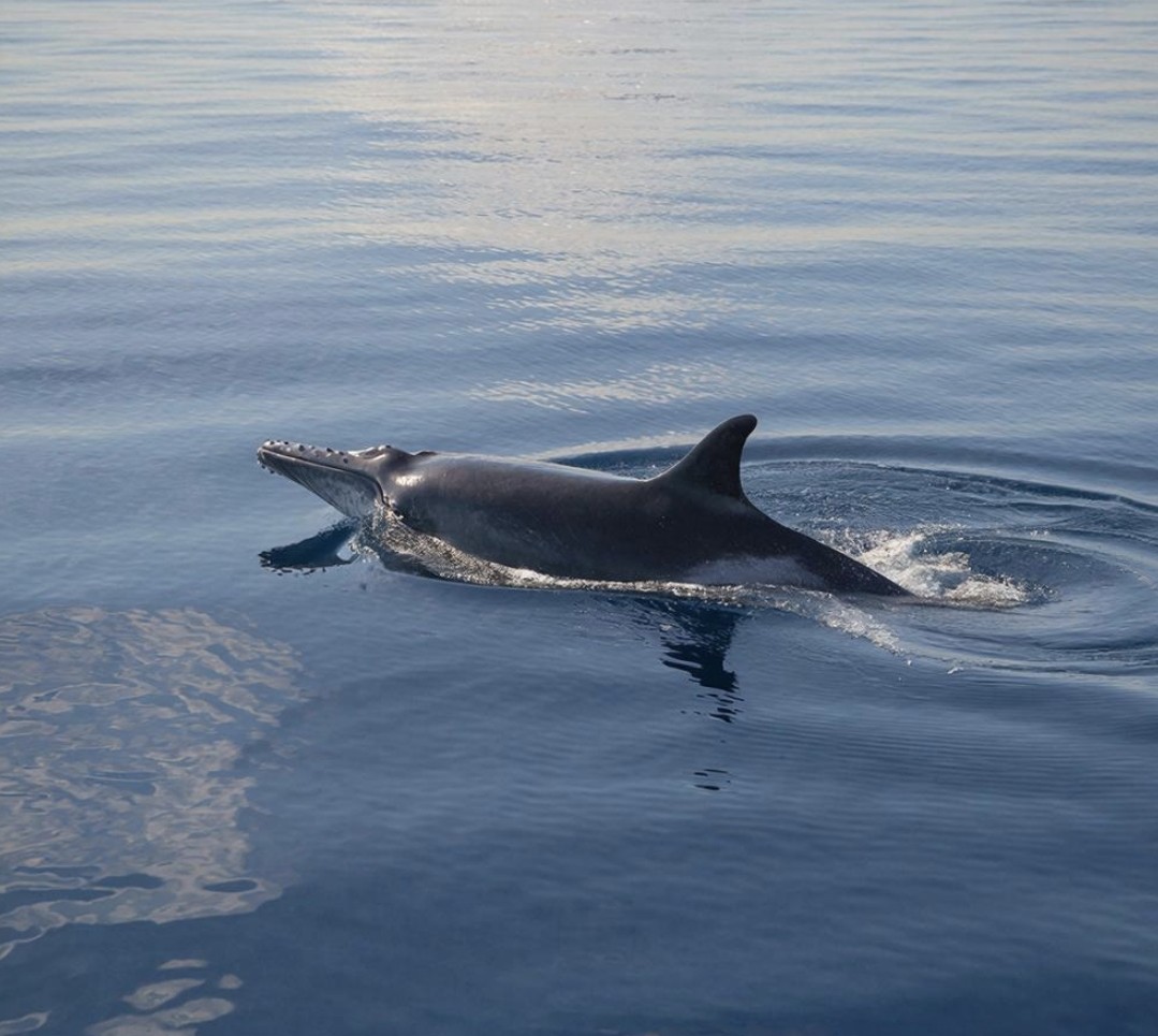 First Ever Photographs of Live Ginkgo-toothed Beaked Whale Captured Off Mexican Coast