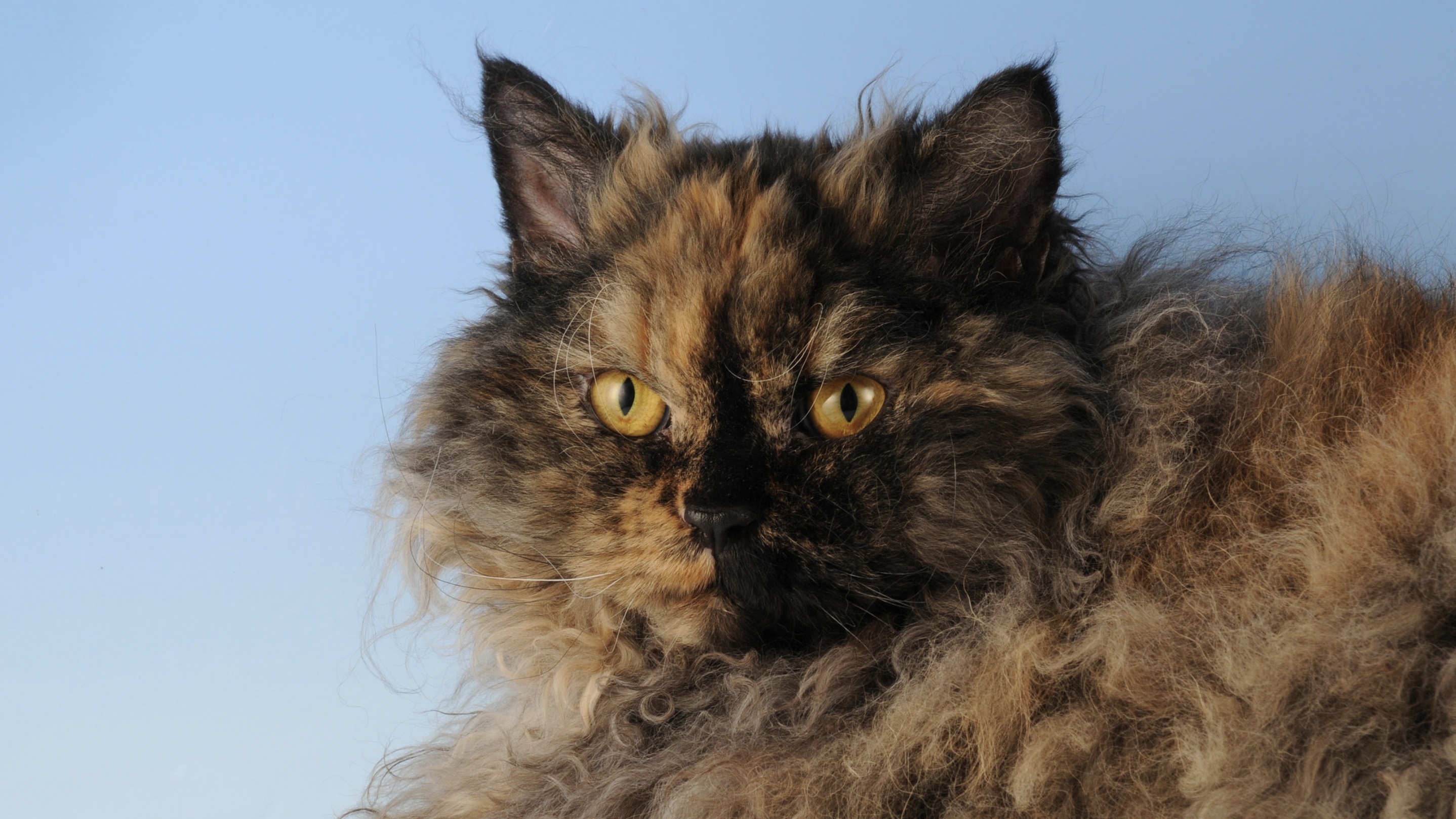 Selkirk Rex: How a Genetic Anomaly Became a Beloved Breed