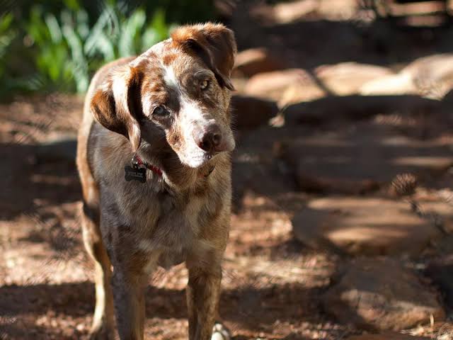 Why Do Dogs Tilt Their Heads When We Talk? New Research Unlocks the Cognitive Secrets