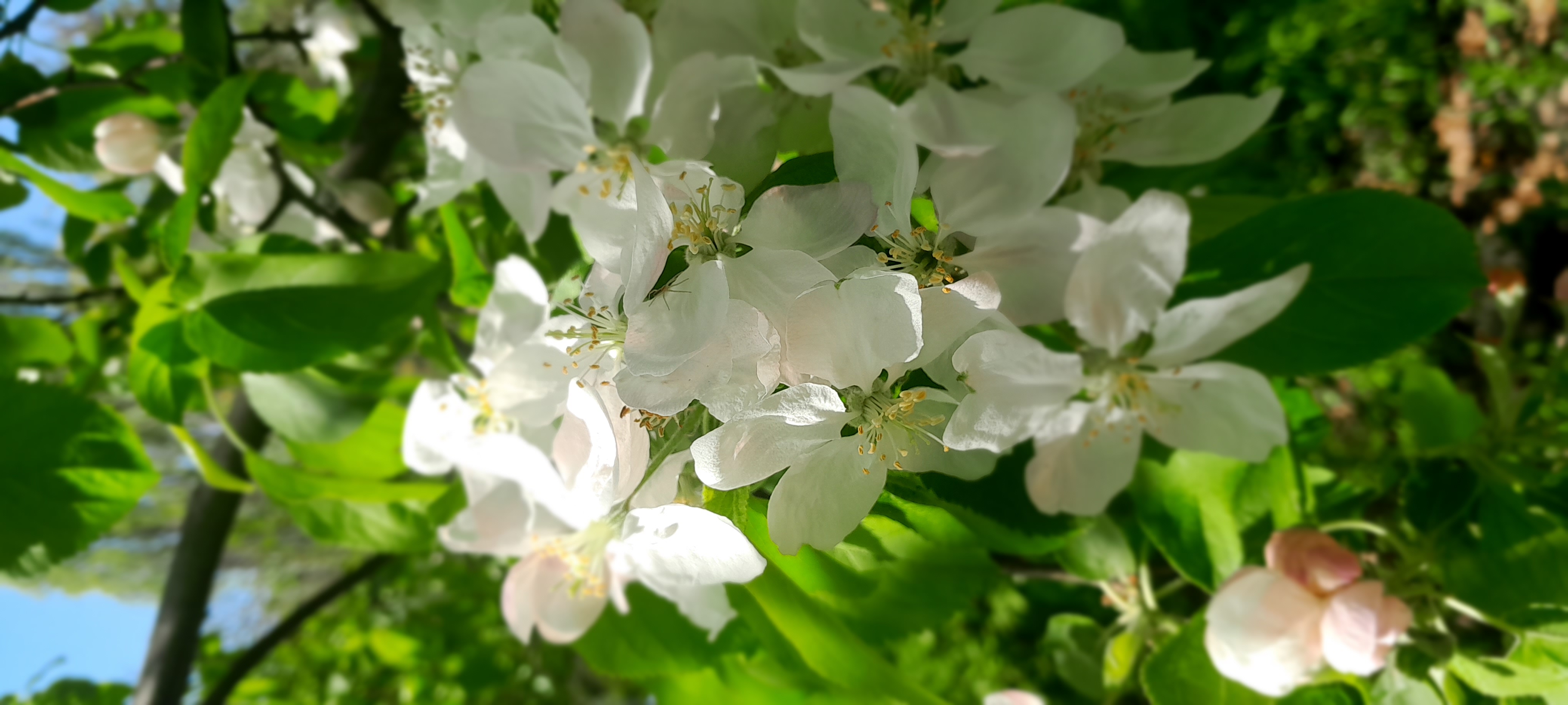 Rio Grande do Sul Bans Hormonal Herbicides Near Sensitive Crops