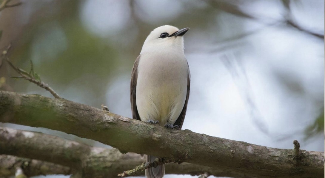 Leucistic Tūī Sightings Reflect Success of Ōhiwa Headland Conservation Efforts