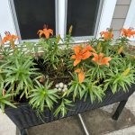 Memory Care gardening at Citizens Care