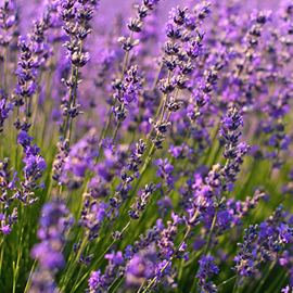 lots of lavender flowers in a field