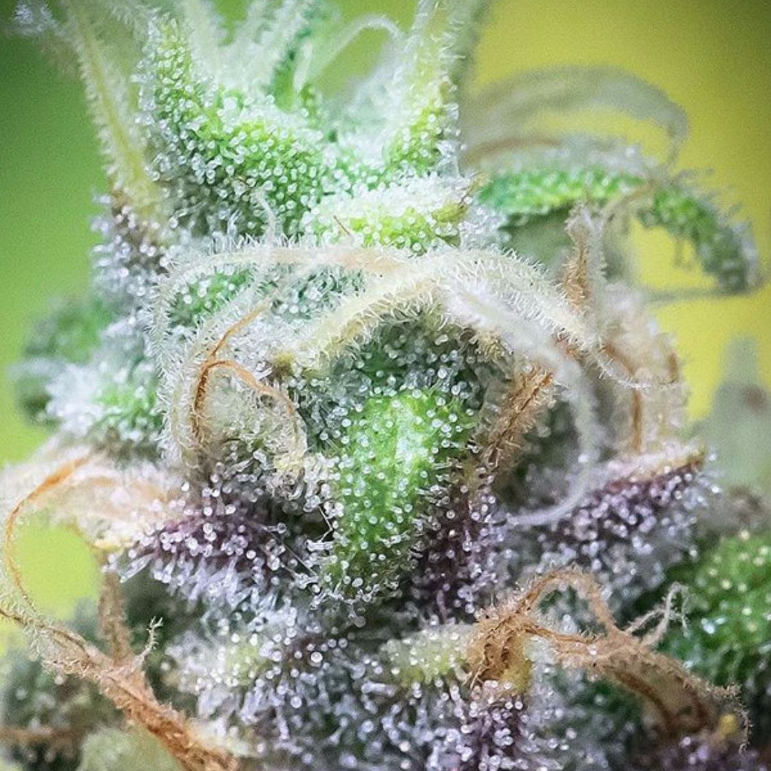 Chocolope - 1oz in Lake Oswego