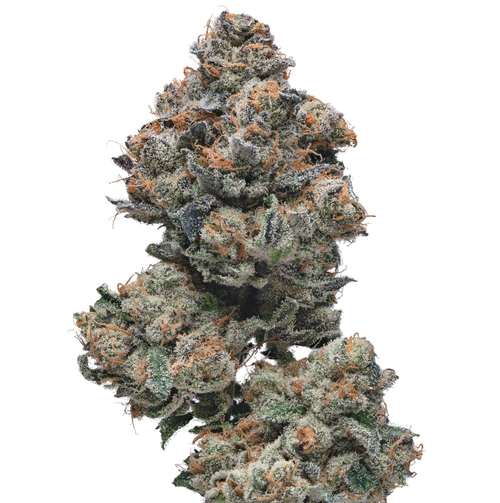 $10 - Tokyo - Melted Strawberries