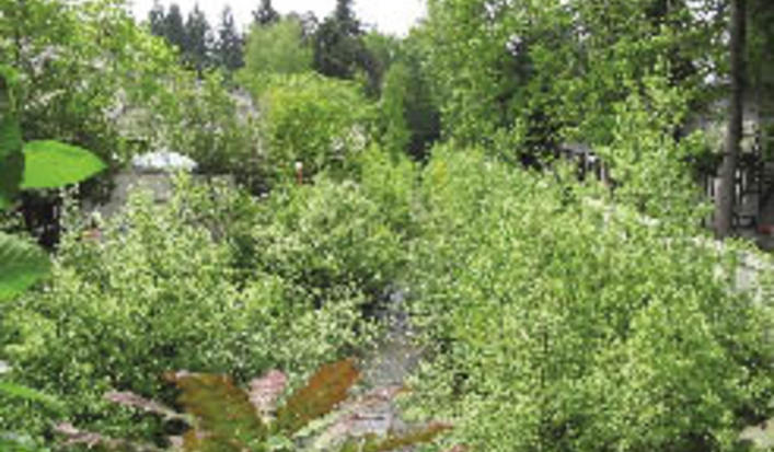 Thaincreek img 0023 opt