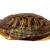 depositphotos_12259494-stock-photo-turtle-shell.jpg