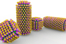 SGCHL RGTO Try to catch me !