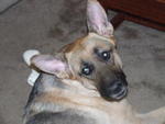 Dexter 01