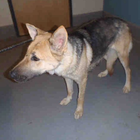 Simone Shelter 1/25/12