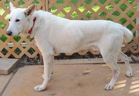 Blizzard Standing Orig