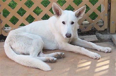 Blizzard Lying Down Orig