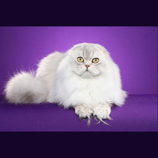 Front Head Shot Entry Photo