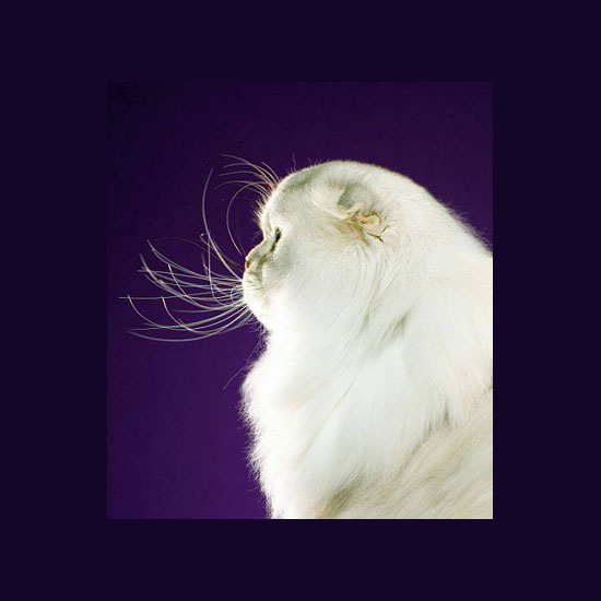 Profile Entry Photo
