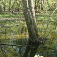 Image for Understanding Wetland Delineations  and Wetland Permitting article