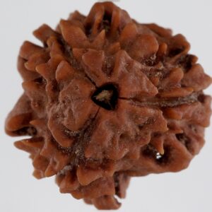 1 Mukhi Rudraksha