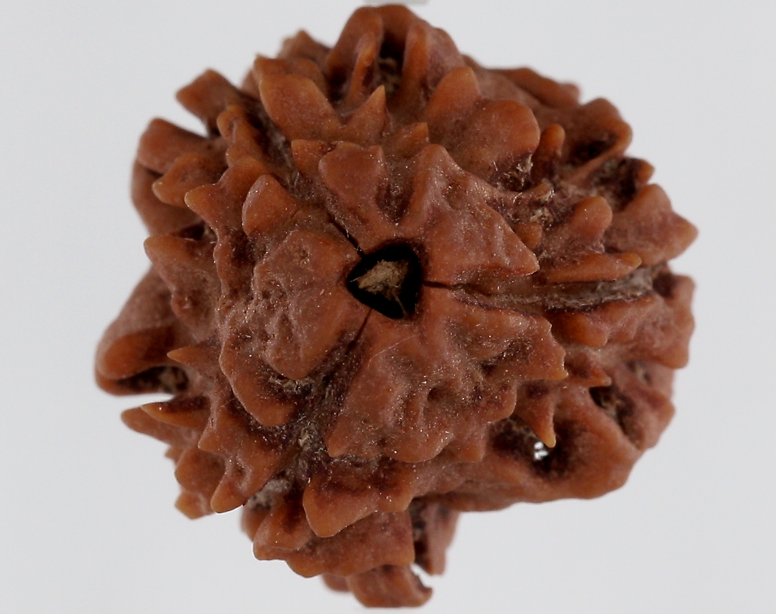 Gaurishankar Rudraksha