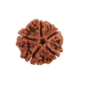 5 Mukhi Rudraksha