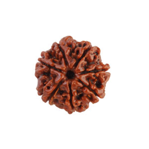7 Mukhi Rudraksha