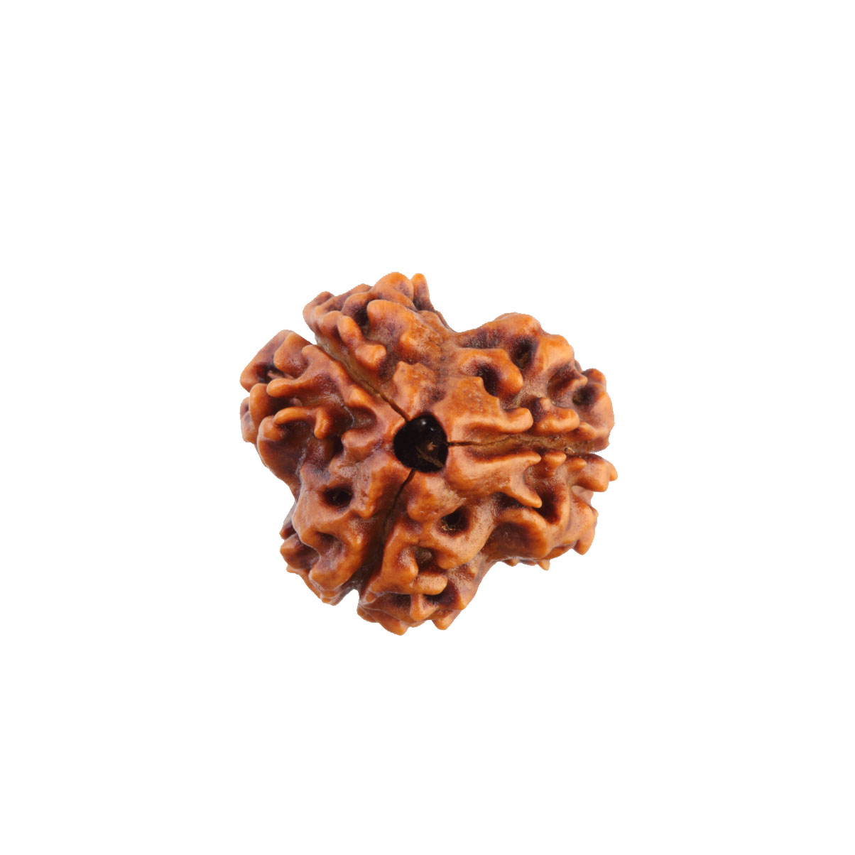3 Mukhi Rudraksha