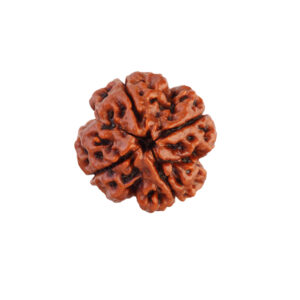 4 Mukhi Rudraksha