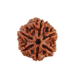6 Mukhi Rudraksha