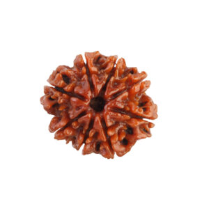 8 Mukhi Rudraksha