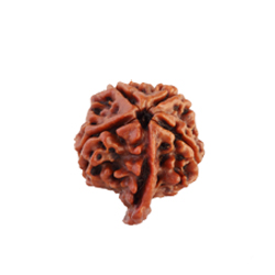 Ganesha Rudraksha
