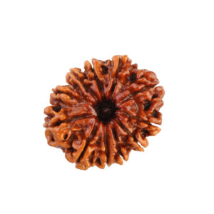 11 Mukhi Rudraksha