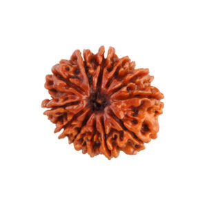 12 Mukhi Rudraksha