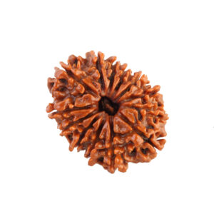 13 Mukhi Rudraksha