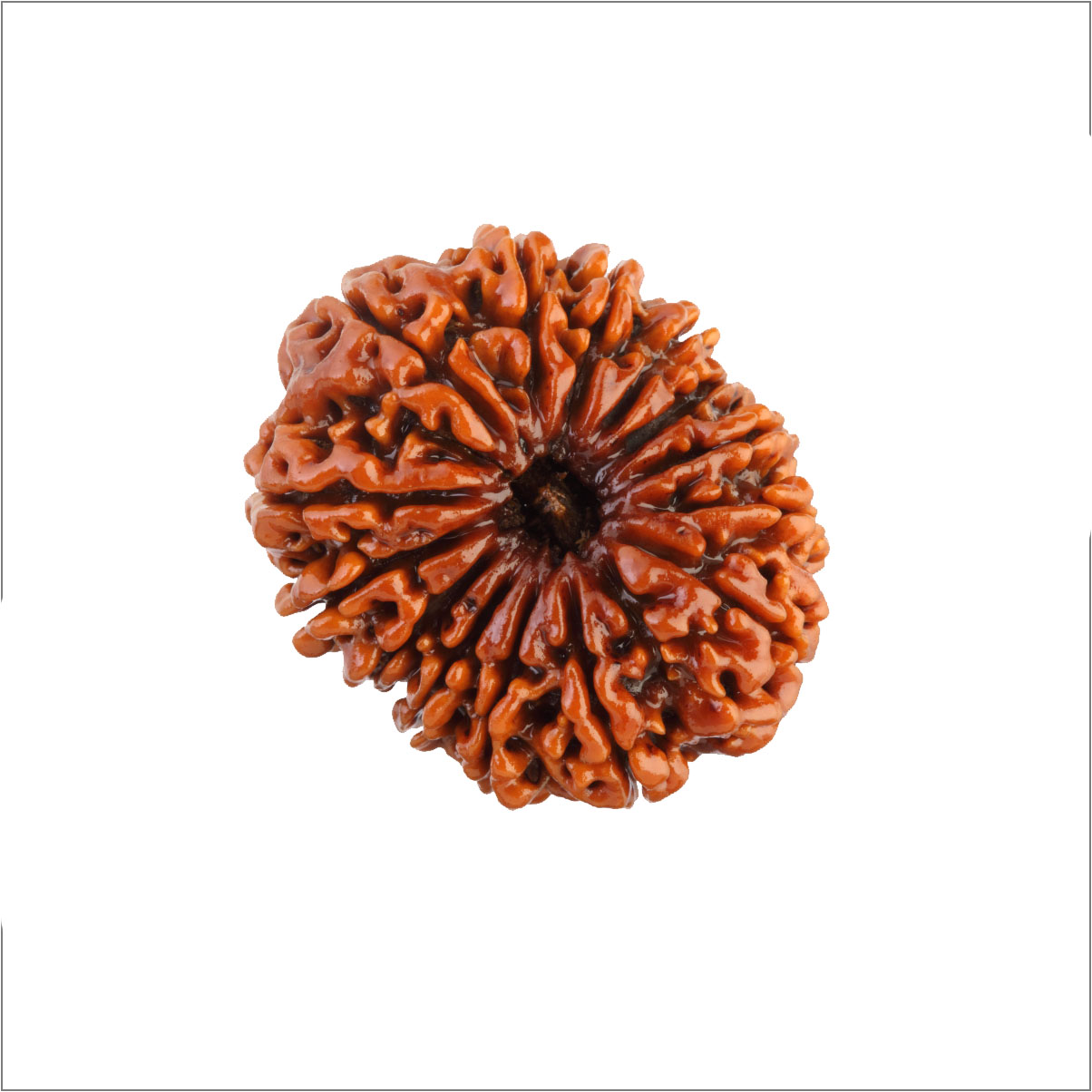 14 Mukhi Rudraksha