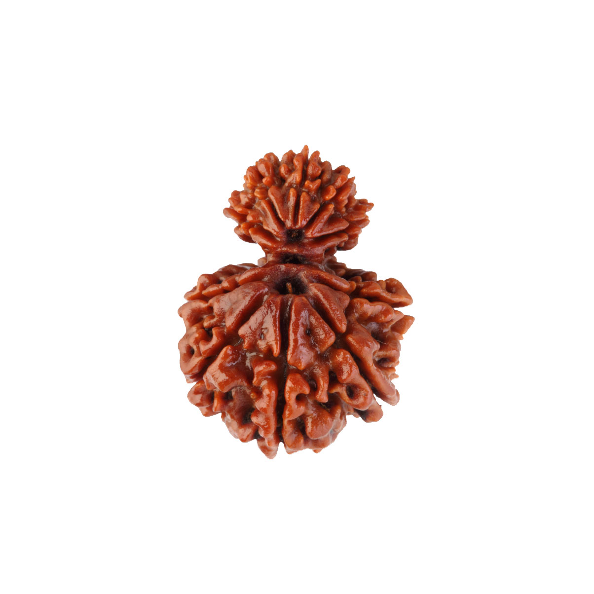 Garbh Gauri Rudraksha